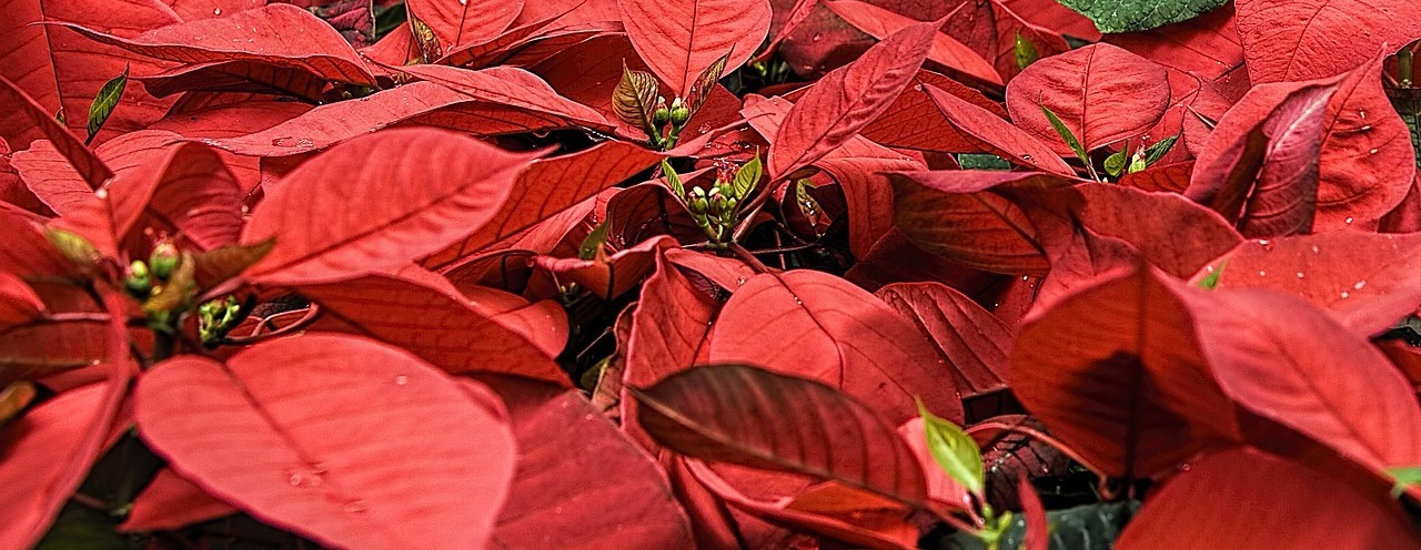 Poinsettia Sale 2026